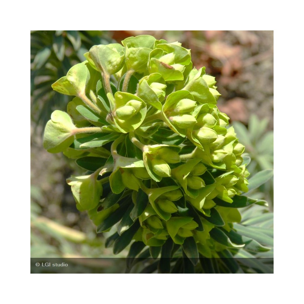 EUPHORBIA characias Wulfenii