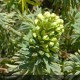 EUPHORBIA characias Wulfenii