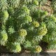 EUPHORBIA characias Wulfenii