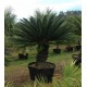 CYCAS revoluta