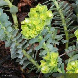 EUPHORBIA myrsinites