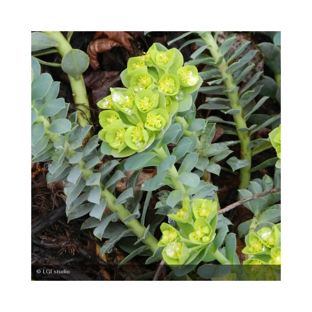 EUPHORBIA myrsinites