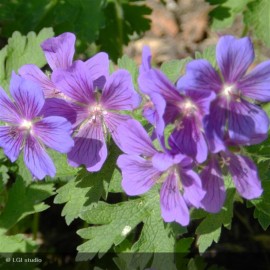 GERANIUM Blue Blood