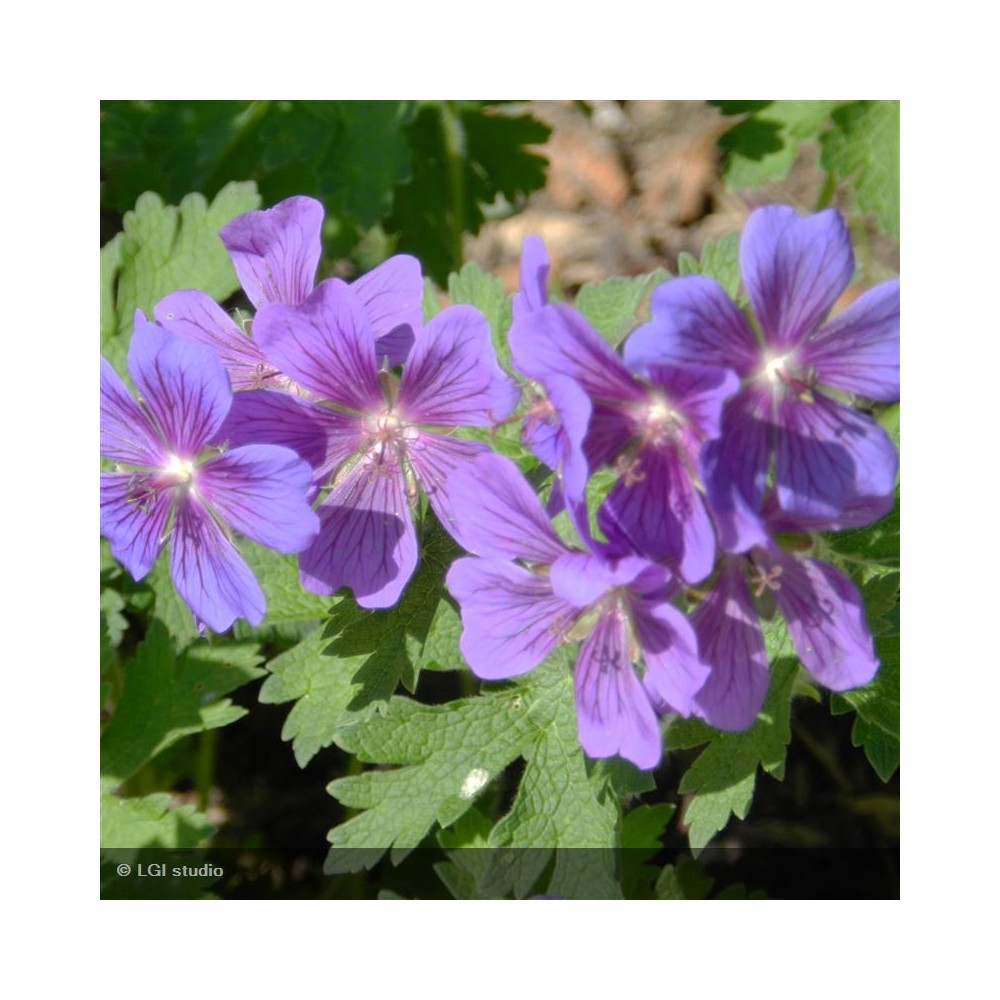 GERANIUM Blue Blood