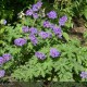 GERANIUM Blue Blood