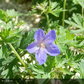 GERANIUM Johnson's Blue