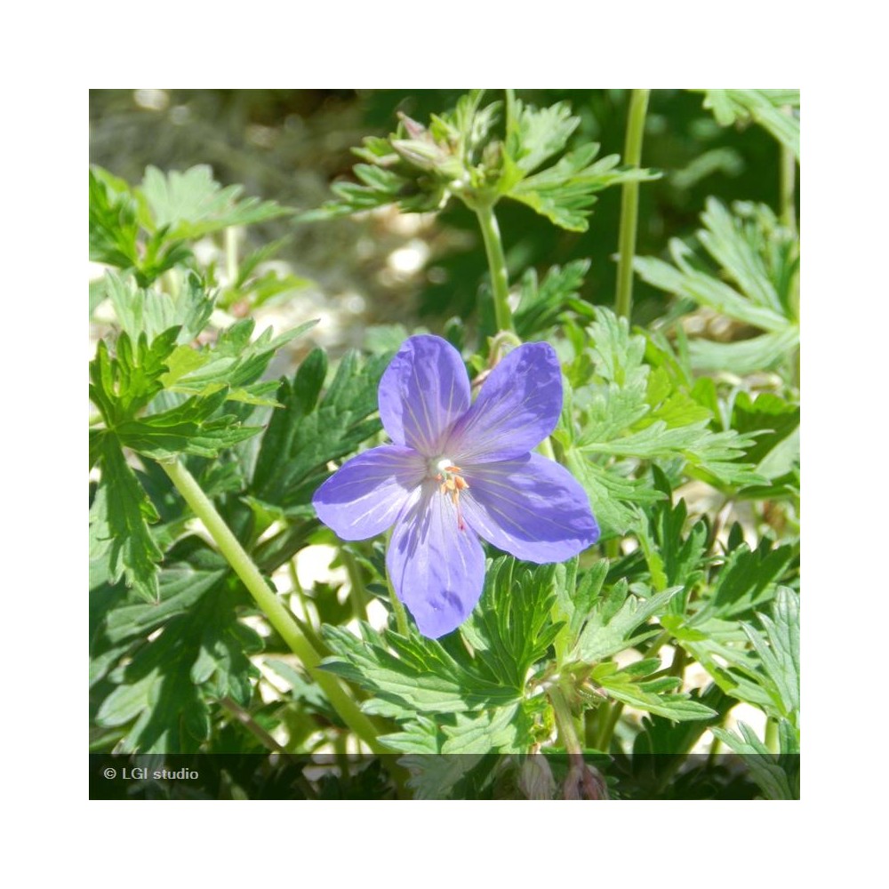 GERANIUM Johnson's Blue