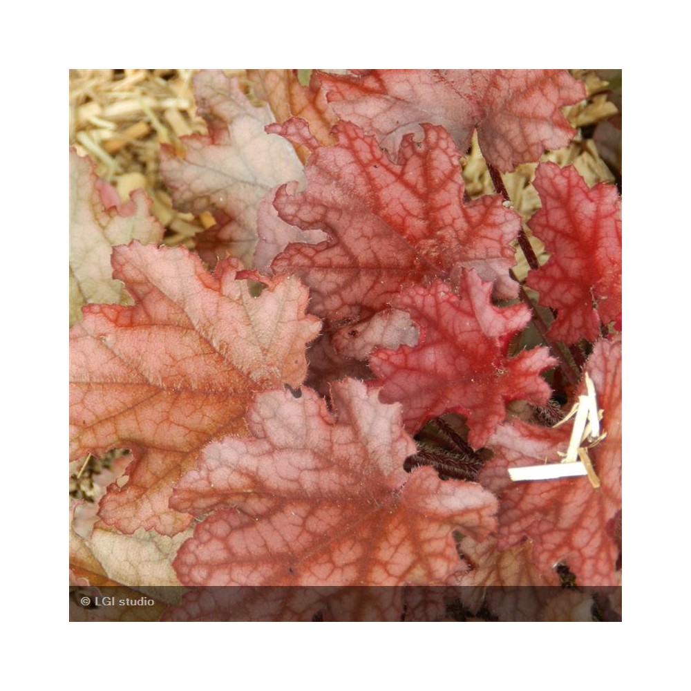 HEUCHERA Peach Flambee