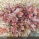 HEUCHERA Peach Flambee