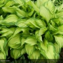 HOSTA Albopicta