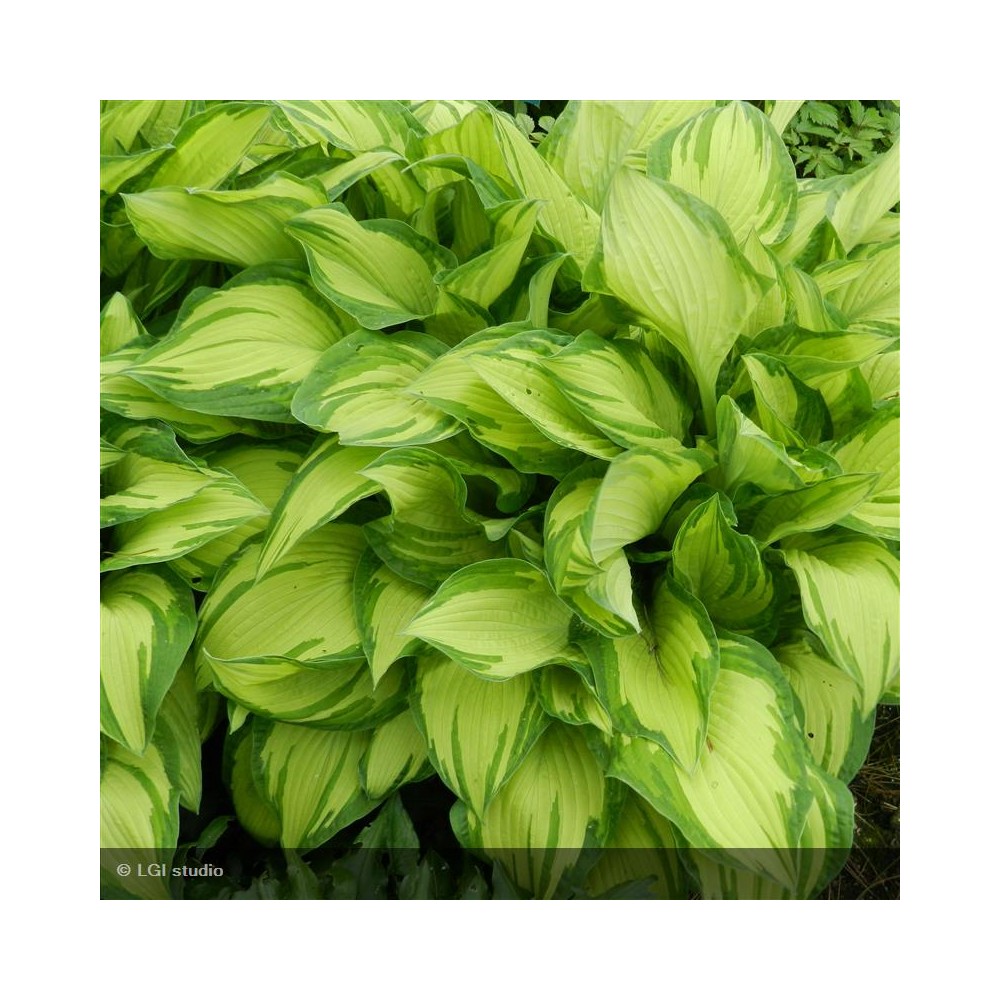 HOSTA Albopicta