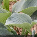 HOSTA Halcyon