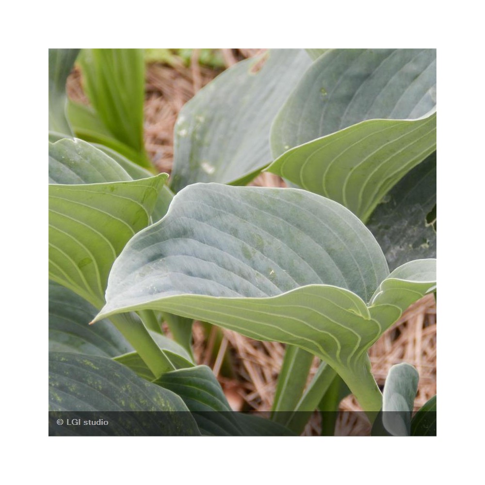 HOSTA Halcyon