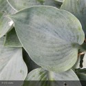 HOSTA Royal Standard