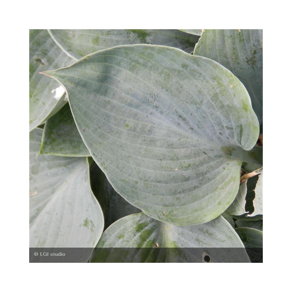 HOSTA Royal Standard