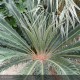 CYCAS revoluta
