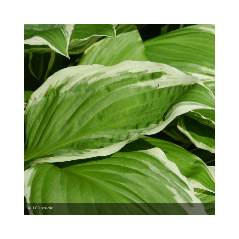 HOSTA undulata Albomarginata