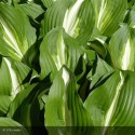 HOSTA undulata Mediovariegata