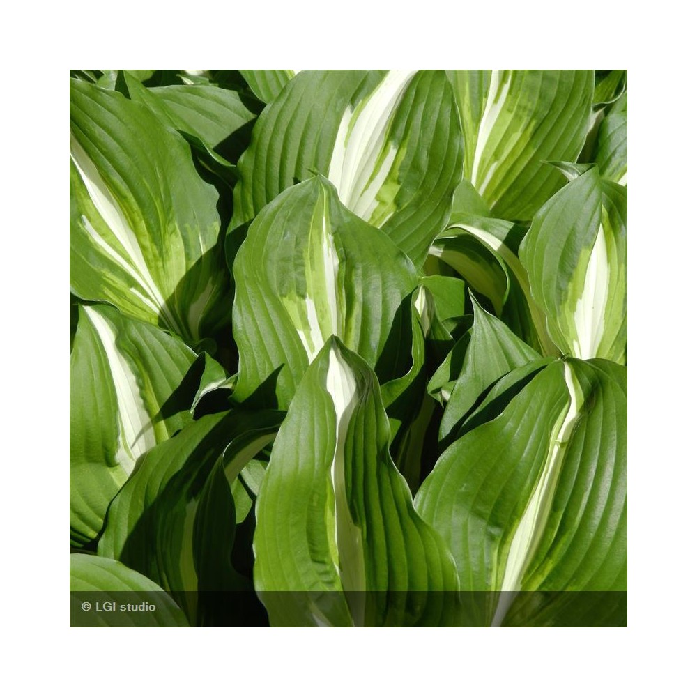 HOSTA undulata Mediovariegata