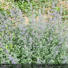 NEPETA faassenii