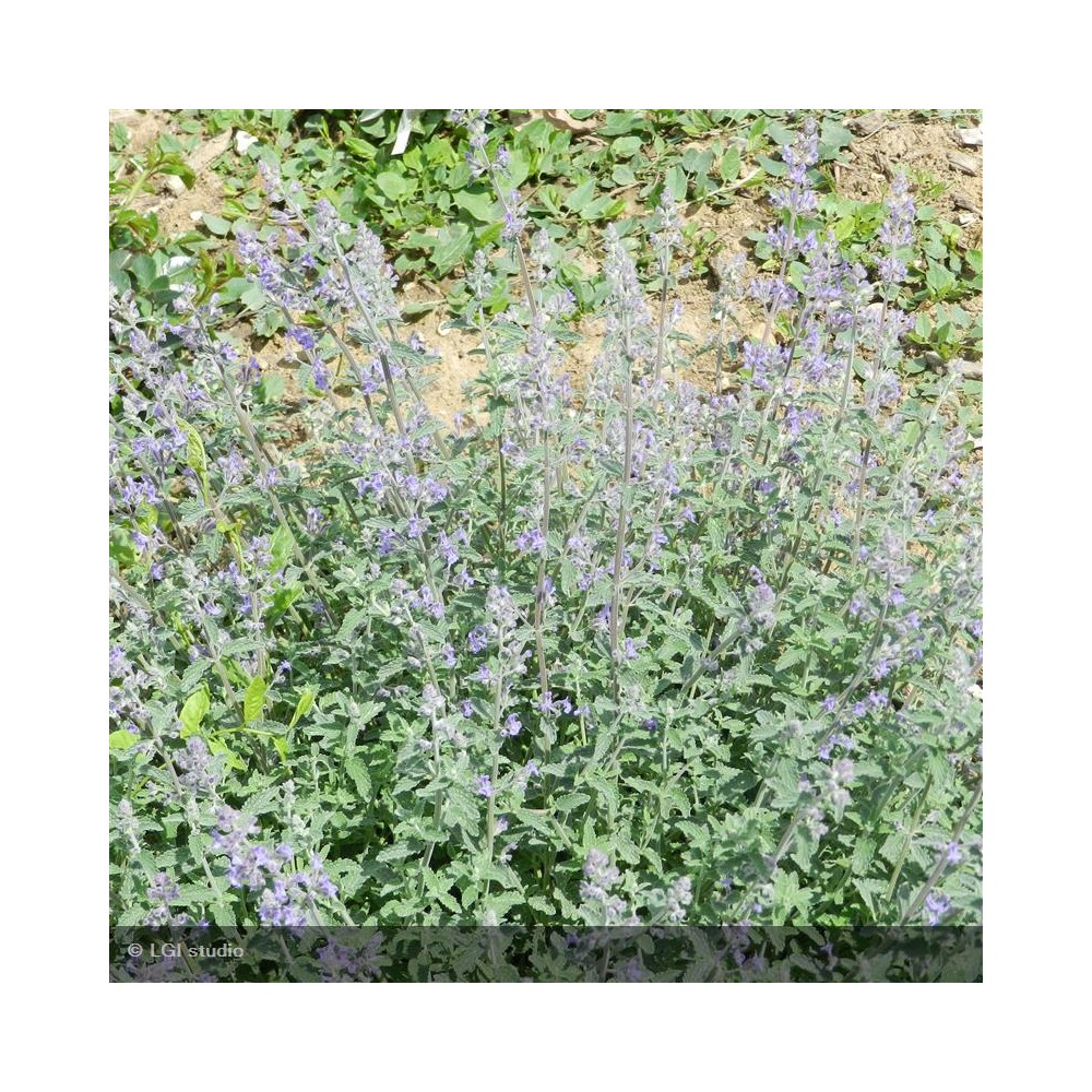 NEPETA faassenii