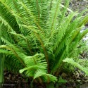 POLYSTICHUM aculeatum