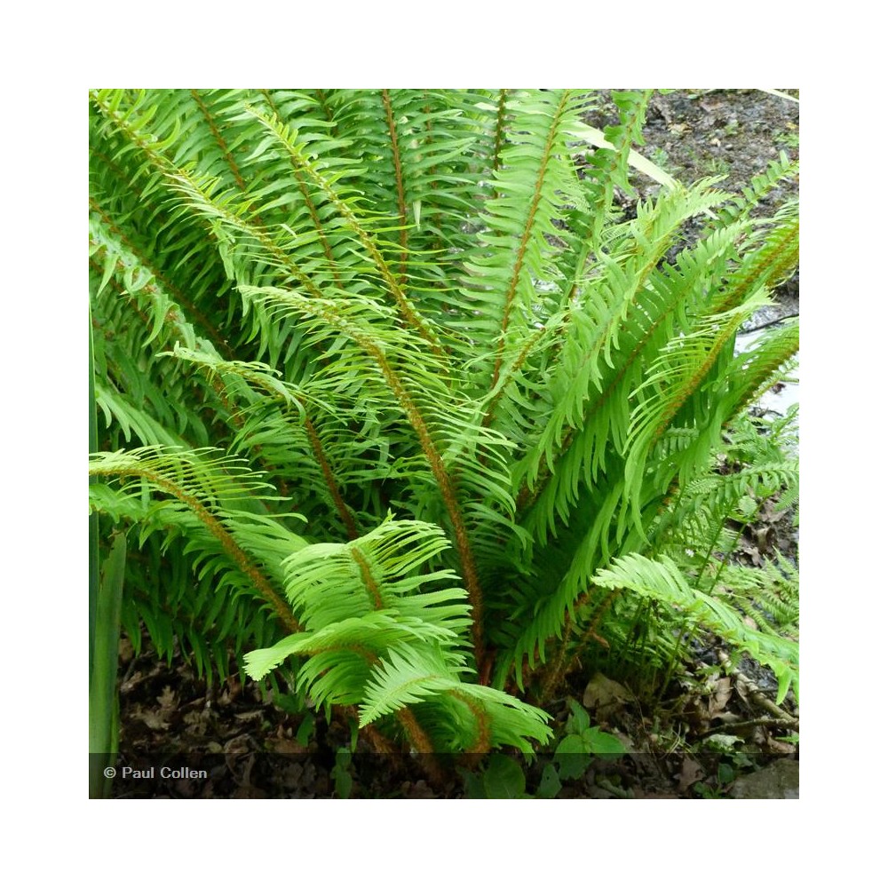 POLYSTICHUM aculeatum