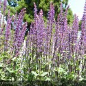 SALVIA nemerosa Caradonna