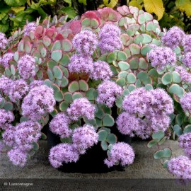 SEDUM sieboldii