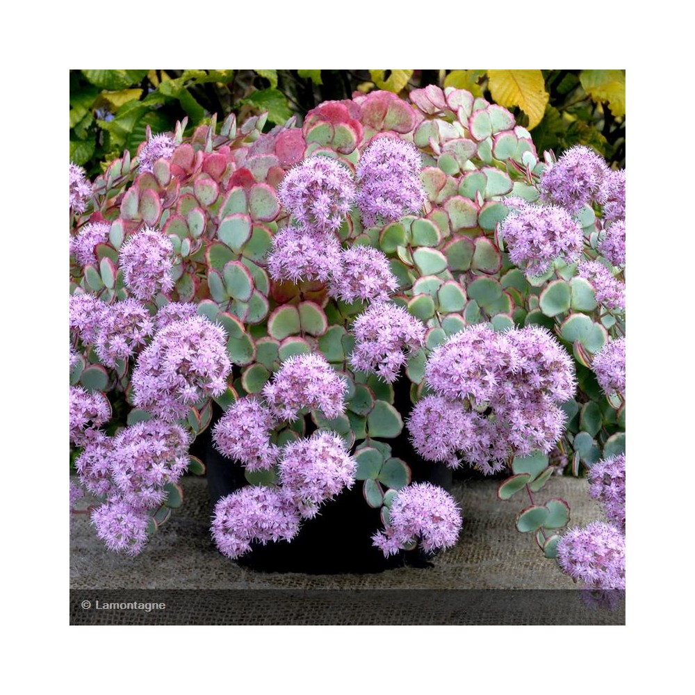 SEDUM sieboldii
