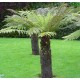 DICKSONIA antartica