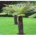 DICKSONIA antartica