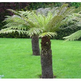 DICKSONIA antartica