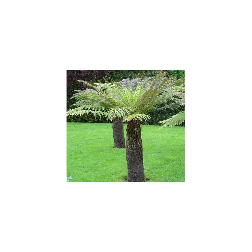 DICKSONIA antartica