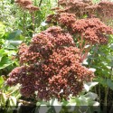 SEDUM Autumn Joy