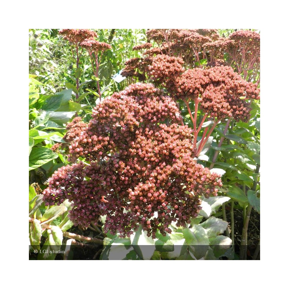 SEDUM Autumn Joy
