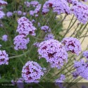 VERBENA bonariensis