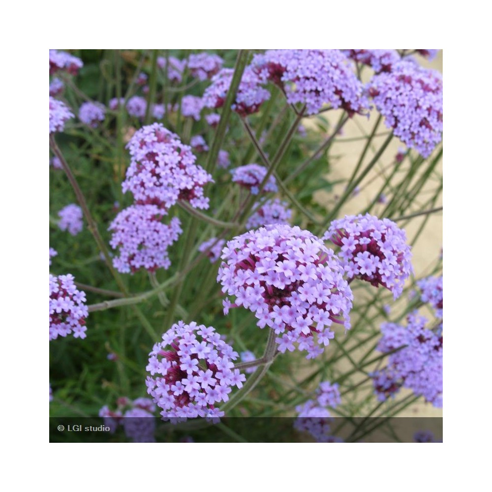 VERBENA bonariensis