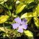 VINCA minor Illumination