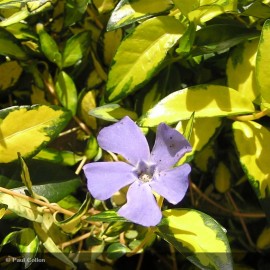 VINCA minor Illumination