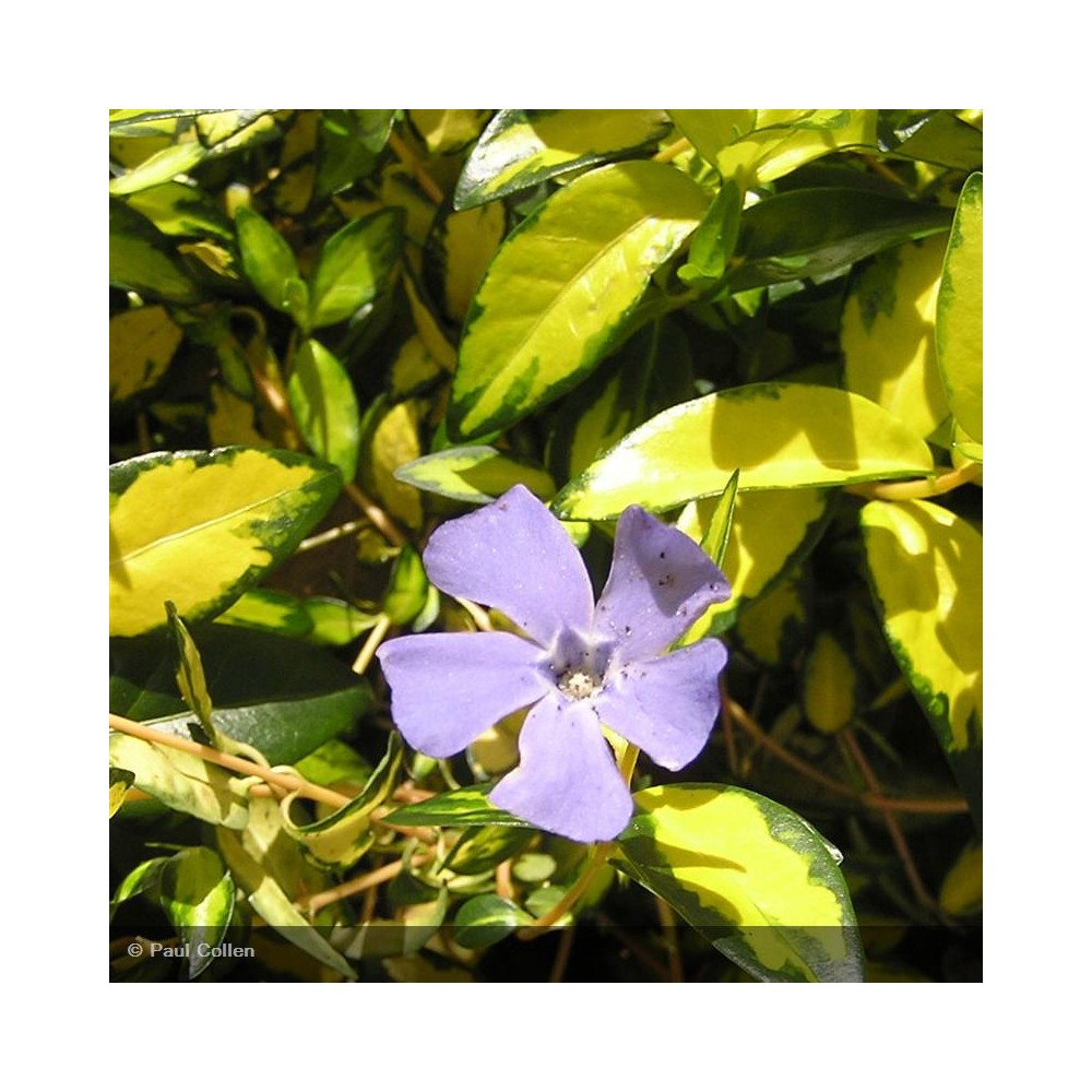 VINCA minor Illumination