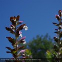 ACANTHUS mollis