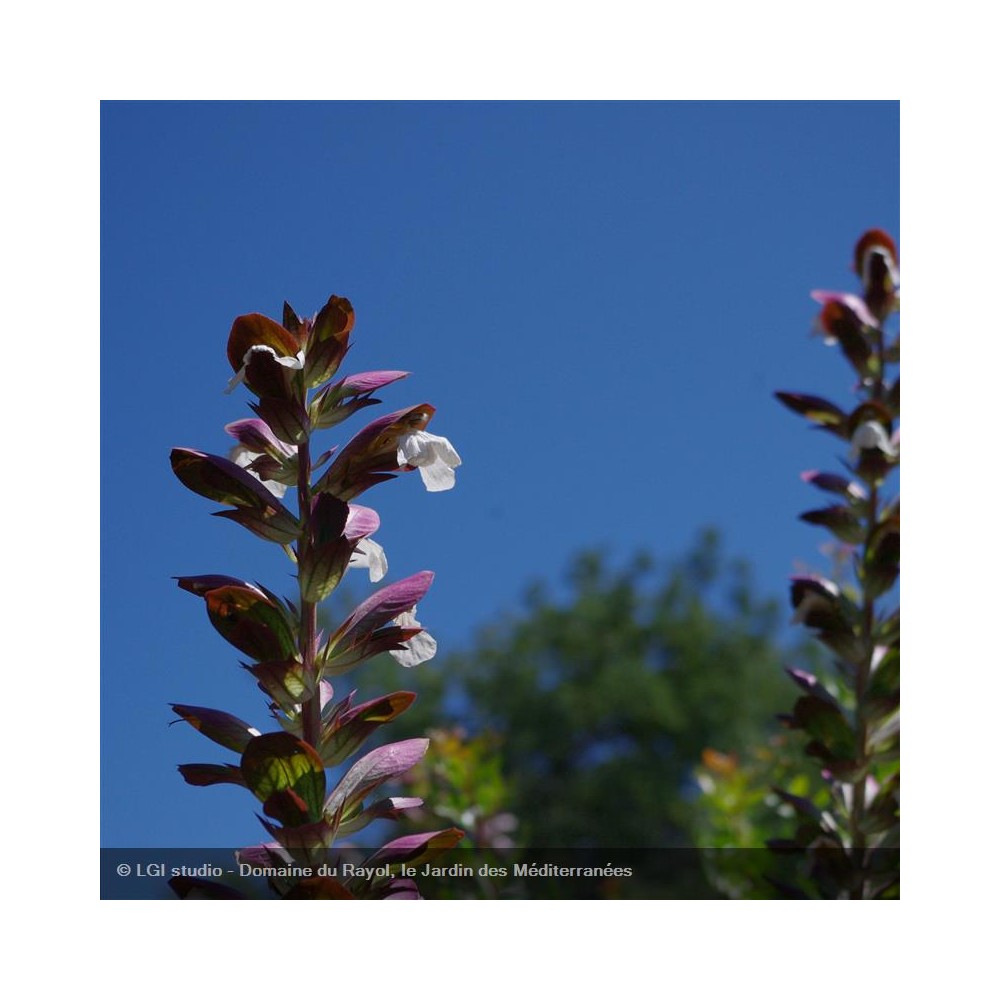 ACANTHUS mollis