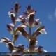 ACANTHUS mollis