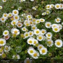 ERIGERON karvinskianus