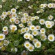 ERIGERON karvinskianus
