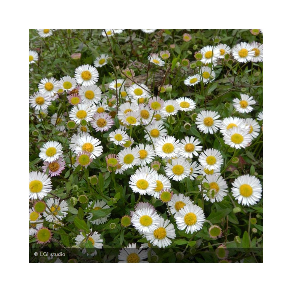 ERIGERON karvinskianus