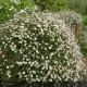 ERIGERON karvinskianus