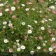 ERIGERON karvinskianus