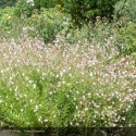 GAURA lindheimeri